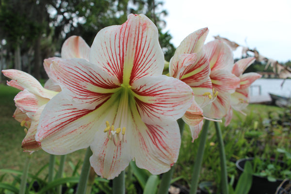 Amaryllis white with red stripes - Hippeastrum | Bulb