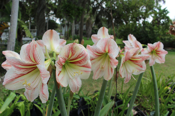 Amaryllis white with red stripes - Hippeastrum | Bulb