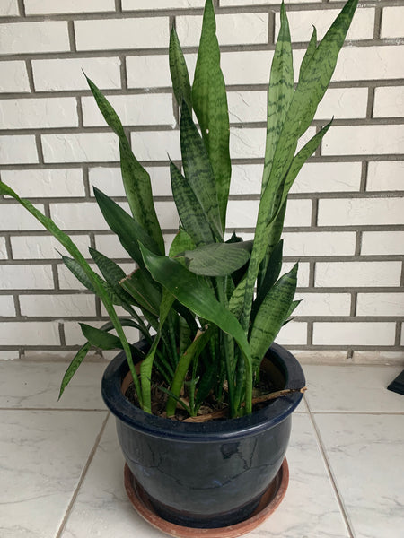 Snake Plant | Mother In Law Tongue