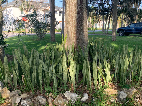 Snake Plant | Mother In Law Tongue