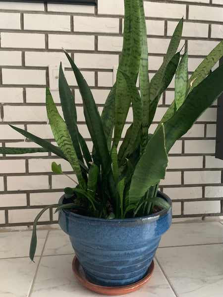 Snake Plant | Mother In Law Tongue